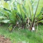 Food security and Livelihood Development
