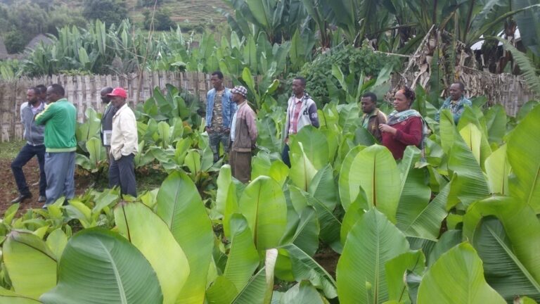 Building the Resilience, Supporting Enset Production Gamo Indigenous Community, Ethiopia